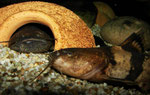 Pseudopimelodus bufonius: 2 Exemplare treffen aufeinander.