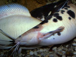 Clarias batrachus: Paarung