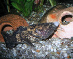 Cephalosilurus apurensis beim Fressen