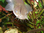 Brauner Katzenwels (Ameiurus nebulosus)
