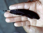 Messerfisch.