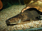 Cephalosilurus fowleri
