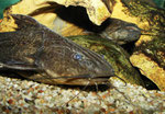 Pterodoras granulosus & Pseudopimelodus bufonius (Hintergrund)