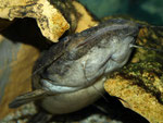 Cephalosilurus fowleri