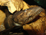 Cephalosilurus fowleri