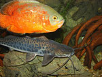 Calophysus macropterus und Astronotus ocellatus