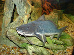 Calophysus macropterus