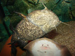 Cephalosilurus apurensis zusammen mit Potamotrygon hystrix