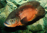 Astronotus ocellatus Zuchtform "Roter Oscar"