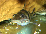 Pimelodus ornatus