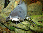 Calophysus macropterus