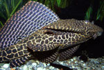 Glyptoperichthys gibbiceps: 30 cm langes Exemplar