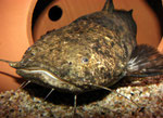 Cephalosilurus apurensis