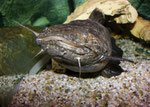 Hier verlässt Cephalosilurus apurensis sein Versteck auf der Suche nach Futter.