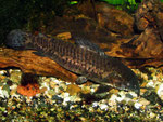Megalechis picta