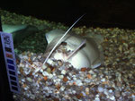 Clarias batrachus