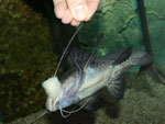 Aguarunichthys torosus bei der Fütterung von Hand.