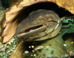 Cephalosilurus fowleri