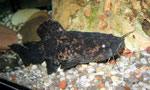 Cephalosilurus nigricaudus (juvenil) in Lauerposition