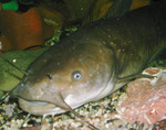 Ameiurus nebulosus: ein weiteres ausgewachsenes Exemplar