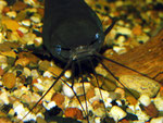 Heteropneustes fossilis