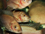 Tilapia spec.: hier die Weibchen