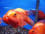 Allerdings sieht man solche Fische bei uns häufig in chinesischen Restaurants als "Zierfische".