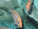 Junge Exemplare von Petenia splendida (Gefleckter Raubbuntbarsch, Bay snook), hier gelborange Farbmorphe