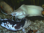 Clarias batrachus: Hier sind sich die Partner ausnahmsweise einmal uneinig.