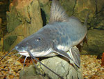 Calophysus macropterus