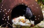 Frosch-Fettwels (Batrochoglanis raninus)