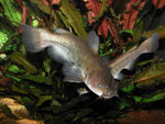 Ameiurus nebulosus: Ungeduldig schwimmen sie an der Frontscheibe auf und ab.