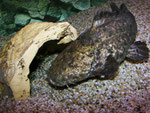 Cephalosilurus apurensis schwimmt in seine Behausung.