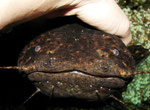 Cephalosilurus nigricaudus