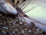Clarias batrachus: Paarung