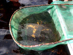 Die Hälfte der gefangenen Fische waren Rotkopfsalmler (Hemigrammus bleheri).
