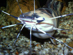 Clarias batrachus