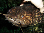 Cephalosilurus nigricaudus
