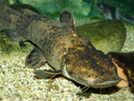 Cephalosilurus fowleri