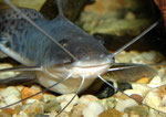 Juveniler Calophysus macropterus
