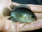 Im Mahakam lebende Fischart.