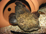 Cephalosilurus apurensis bei der Abwehr von Potamotrygon hystrix
