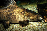 Cephalosilurus fowleri adult