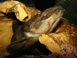 Cephalosilurus fowleri: 35 cm langes Exemplar, das gleich sein Versteck verlassen wird.