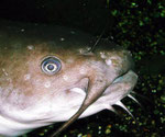 Ameiurus nebulosus: Kopfstudie mit Bezahnung im Unterkiefer.