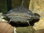 Portrait von Cephalosilurus nigricaudus (subadult)