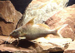 Hemisynodontis membranaceus - Mutant (Länge: 15 cm)