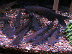 Ictalurus punctatus ist nur bedingt als Aquarienfisch geeignet.