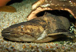 Schließlich verlässt Cephalosilurus fowleri sogar teilweise seine Behausung.