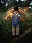 Arapaima (Arapaima gigas): einer der größten im Süßwasser lebenden Raubfische der Erde.